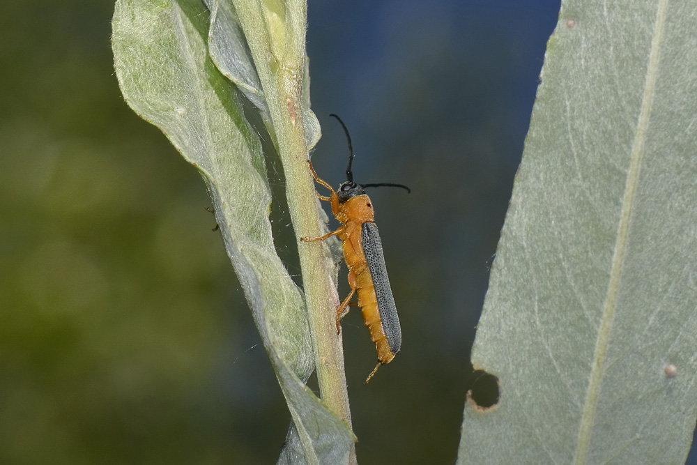 Oberea oculata